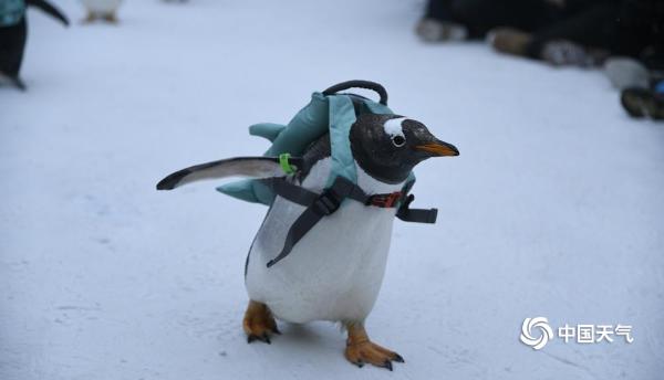 哈尔滨冰雪大世界上演最萌企鹅t台秀