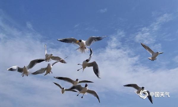 內蒙古烏海市氣溫急速回升烏海湖上紅嘴鷗結伴暢玩