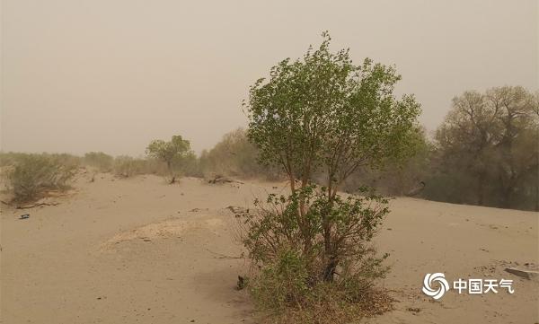春天,额济纳旗遭遇风沙肆虐时,坚强的胡杨树在大漠中屹立挺拔.