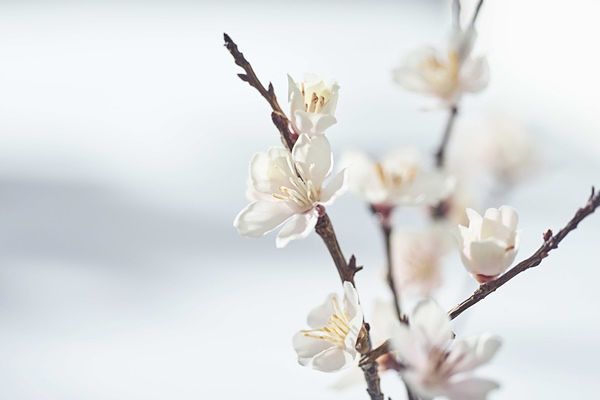 一秒带你来到樱花树下！BOTANIST「春季樱花限定系列」滋润髮丝、光泽肌肤，让全身都换上春天气息！