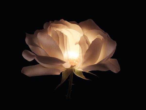 2022 全新「迪奥精萃再生玫瑰赋活乳霜」采用珍稀冈维拉玫瑰、超越时光成就逆龄，一抹肌肤弹厚、澎润！