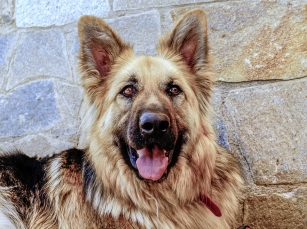 优质宠物代母乳羊奶粉品质如何盖夫金冠用数据说话