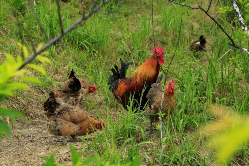 滞销鸡触电成网红贵州省中小企业服务集团发起线上秒杀补贴抢购活动