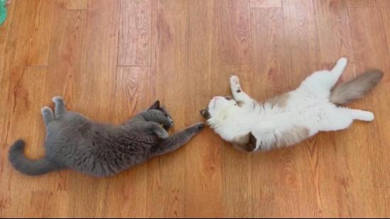  《家有恶猫》开播，麦富迪携手谢霆锋一起“对抗”小恶猫