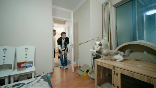  《家有恶猫》开播，麦富迪携手谢霆锋一起“对抗”小恶猫