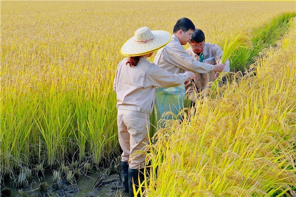 丰收在即， 金龙鱼大米4大基地开启“鲜割”，稻谷鲜生倡导天天吃新米 