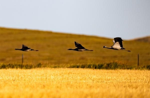 飞跃世界屋脊的蓑衣少女