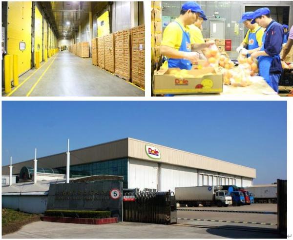 都乐白玉丰蜜梨新鲜上市！全国山姆会员店有售!