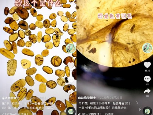  小琥珀里有个“动物世界”，抖音上这个“移动博物馆”火了
