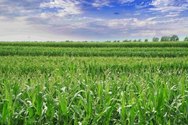  用自然馈赠定义新鲜，北纬47度鲜玉米火爆上市