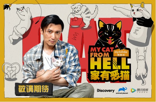  中国版《家有恶猫》定档 麦富迪带你一起云撸猫