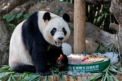 佳节临近 来长隆与全球唯一“大熊猫三胞胎”猜灯谜贺中秋