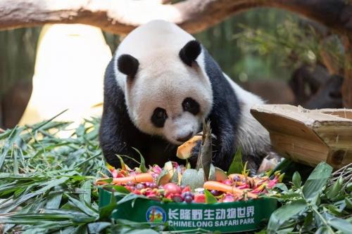 佳节临近 来长隆与全球唯一“大熊猫三胞胎”猜灯谜贺中秋