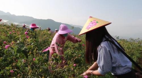 玫卿序发力“科技护肤”， 携手上海应用技术大学“升级”玫瑰精油萃取技术