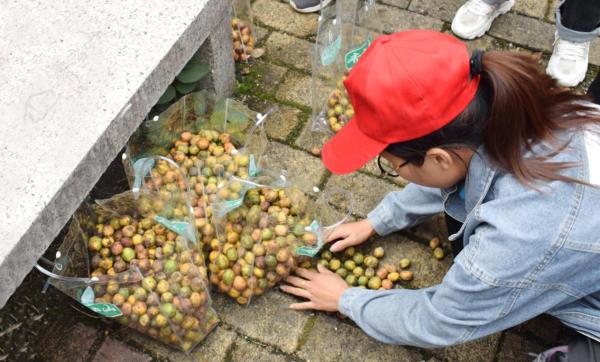  2021中国南酸枣旅游文化节& 齐云山登山节圆满落幕