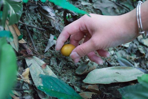  2021中国南酸枣旅游文化节& 齐云山登山节圆满落幕