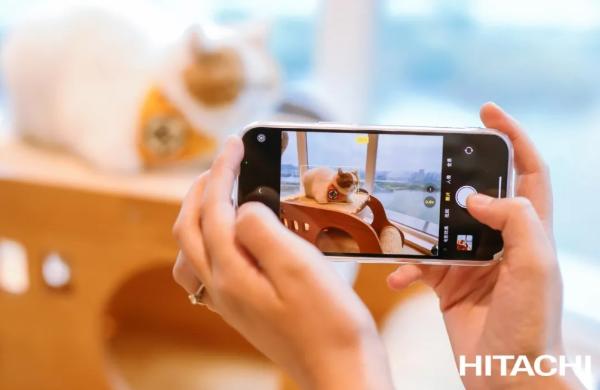  “吸猫族”的福音来了：一键防猫藓，妙招在此