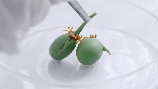 薇诺娜，专注不止为美