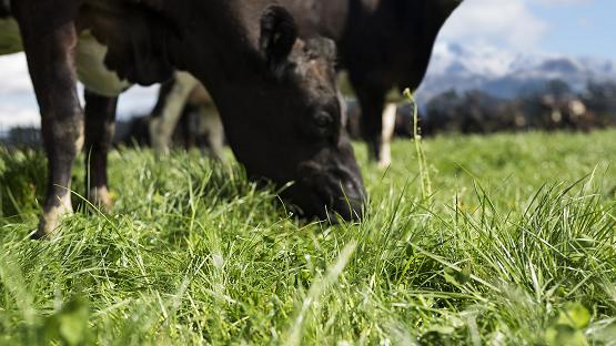  低碳足迹新西兰高培臻爱草饲奶粉，让世界与生活更美好！ 