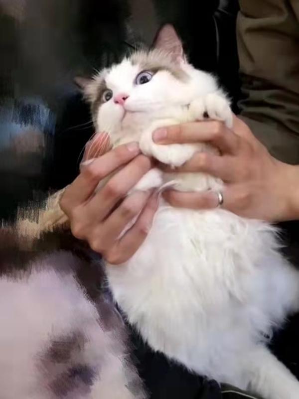  缓解便臭、软便的方法有哪些？有鱼猫粮告诉你 