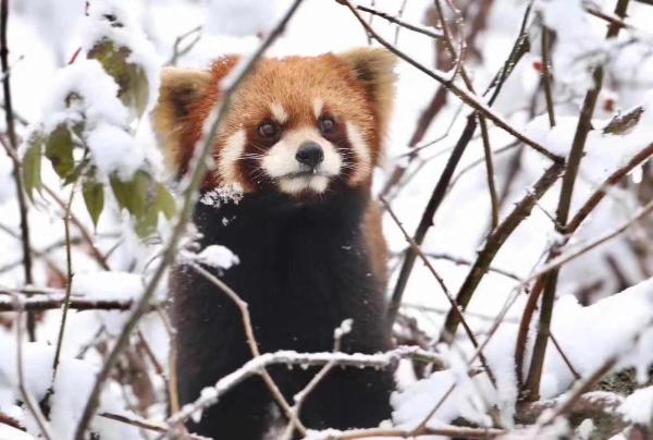  官宣！三大野生萌宠空降，燃情开启瓦屋山最萌冰雪嘉年华！