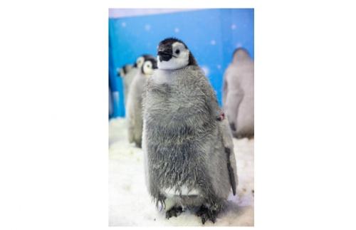  刷新纪录：横琴长隆单月成功繁育11只帝企鹅宝宝