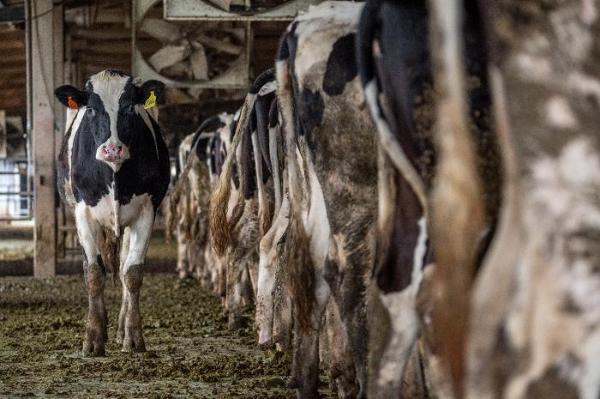  立邦抗病毒卷材涂料如何为畜牧业提供安全的防疫保护？