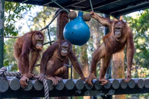 全球种类最多的猿猴特展于长隆开幕