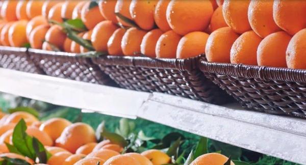  上新啦！连唐朝皇帝都赞不绝口的宫廷贡品 12月5日上“真快乐”APP开抢奉节脐橙