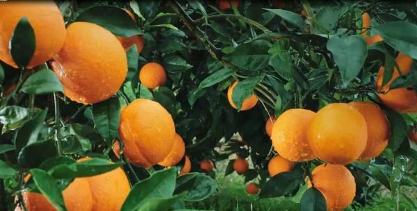  上新啦！连唐朝皇帝都赞不绝口的宫廷贡品 12月5日上“真快乐”APP开抢奉节脐橙