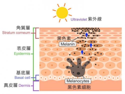  馥艾诺薇美白大作战，精准认知，科学变美