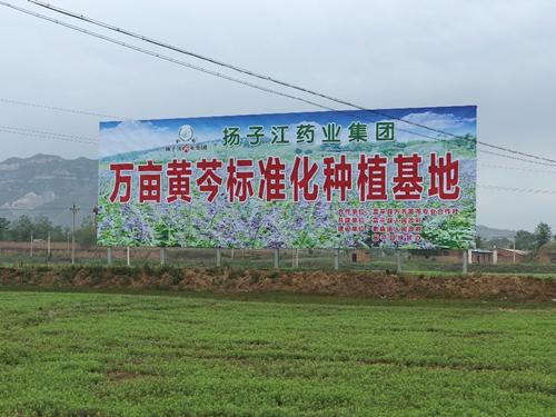  党建强、发展强：扬子江药业集团点燃“红色引擎”