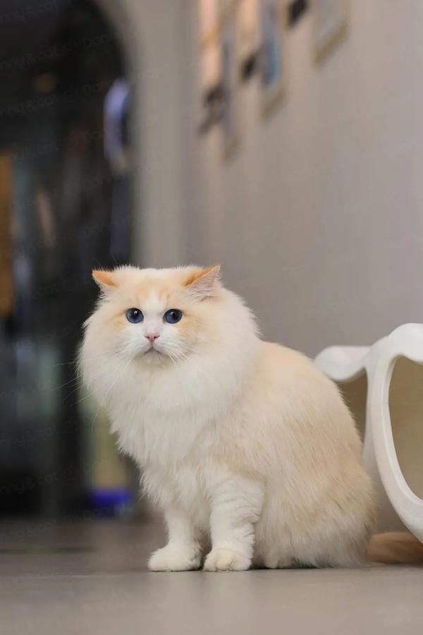  哆咪布偶猫引进稀有色冠军布偶猫 全身显金色