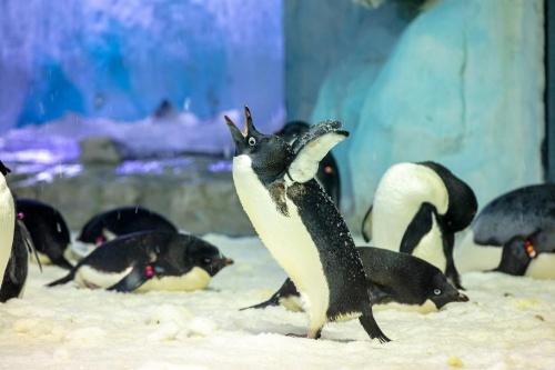  企鹅意识日：长隆新生小企鹅学游泳吃小鱼两不误