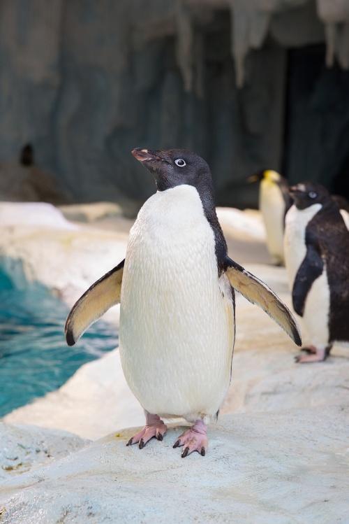  企鹅意识日：长隆新生小企鹅学游泳吃小鱼两不误