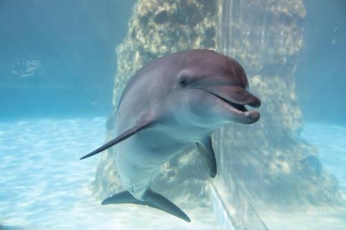  企鹅意识日：长隆新生小企鹅学游泳吃小鱼两不误