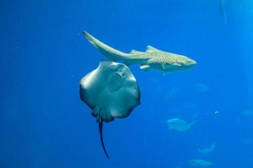  企鹅意识日：长隆新生小企鹅学游泳吃小鱼两不误