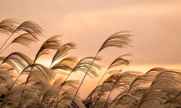  从文君瓶回望红苇颂——白明先生陶瓷艺术的两件惊世之作