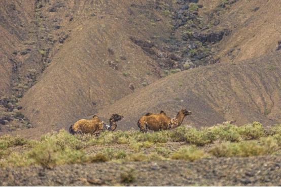  连续24年国内、出口销量第一 长城皮卡2021年全球销售突破23.3万台