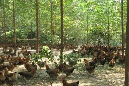  原生态养殖助力“凤中皇”清远鸡，打造土鸡之王
