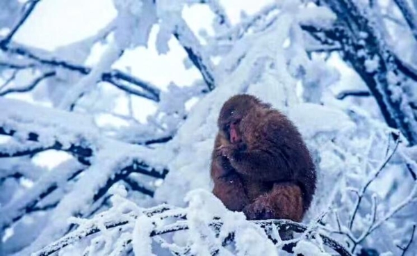  央视1天14次报道瓦屋山，今年的瓦屋山究竟火在哪里？