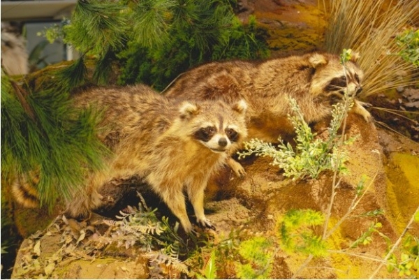 广州正佳广场拉满新年“氛围感” 吸引市民沉浸式畅游感受年味