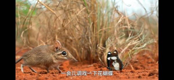  变色龙会跳舞？屎壳郎自带GPS？ 20万网友在西瓜视频追更“阿龙的生物圈”