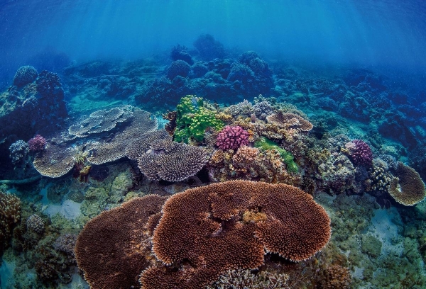  【拯救海洋】元宇宙市场联合蜈支洲岛"数字公益"保护珊瑚计划正式开启！
