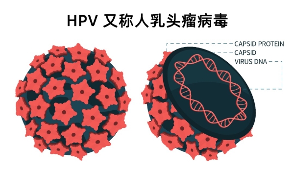 三八国际妇女节｜丁香医生联合47家公立医院科普HPV，预约HPV疫苗更简单！