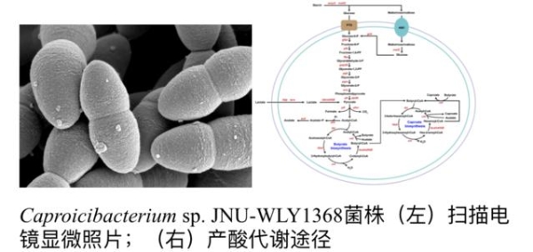 五粮液-江南大学等联合攻关 揭开浓香白酒“世纪”谜题