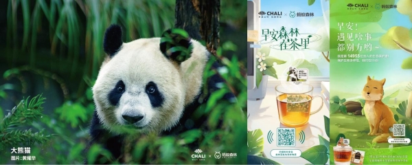  CHALI茶里联合蚂蚁森林推出早安茶，喝茶还能助力公益？