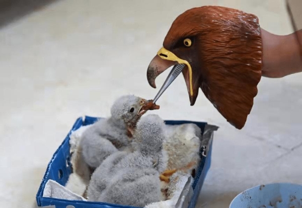  国际爱鸟日，最世界携手国际爱护动物基金会推出观鸟榜单 
