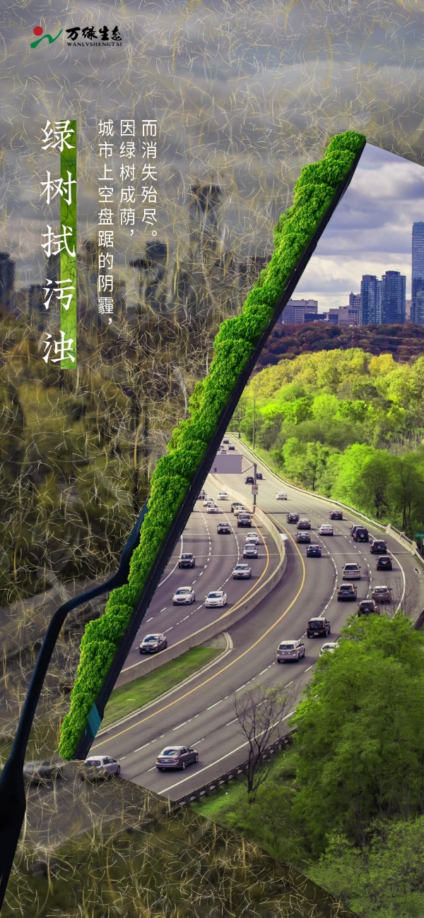  万绿生态少球无球法桐，将郑州浪漫进行到底