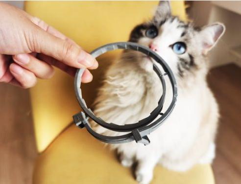  [财经]猫咪体外驱虫用什么？索来多项圈别错过